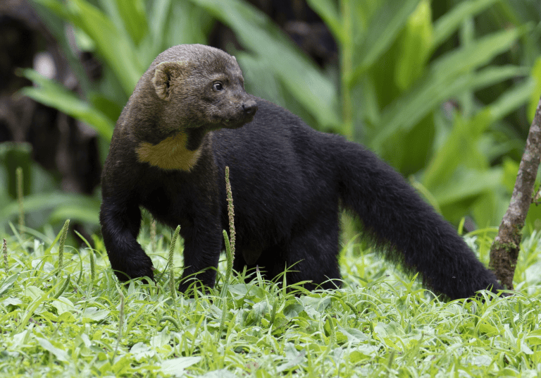 Tayra Vector The Tayra – THE INACTIVIST